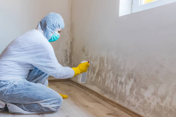 Licensed Basement Mold Removal service in Hugo, MN - WQB Mold Removal