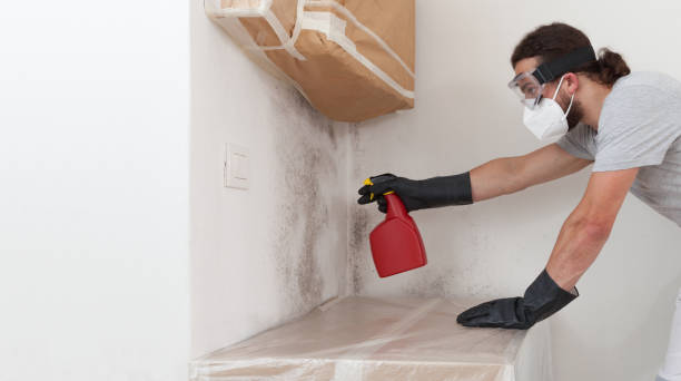 Professional Basement Mold Removal technician working in Hugo, MN