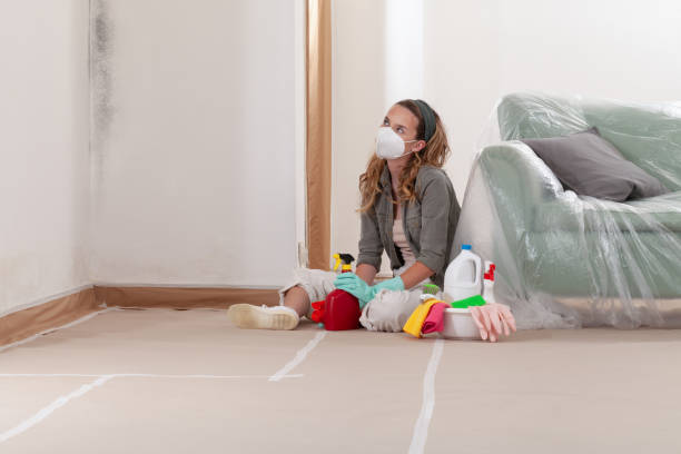 Reliable Basement Mold Removal contractor in Hugo, MN by WQB Mold Removal