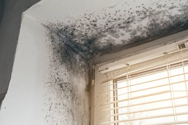 Affordable Basement Mold Removal solutions in Hugo, MN